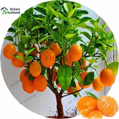 Picture of 5 pieces of global orange fruit seeds (orange fruit seeds) -5 pc seeds