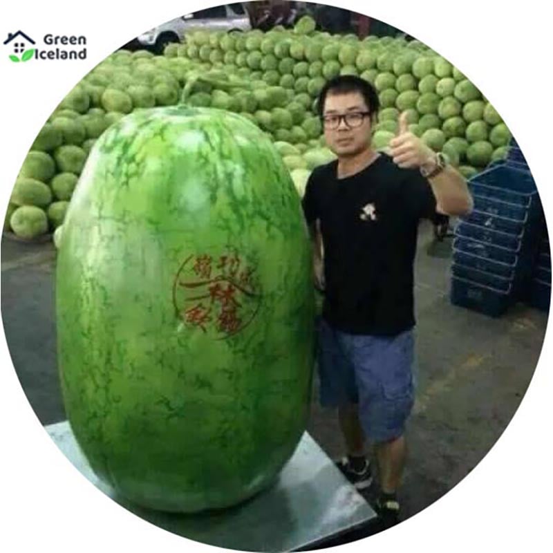 Picture of Natural Hybrid Watermelon Seeds (Hybrid Watermelon Seed) -15 PCS Seeds