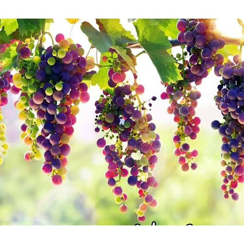 Picture of Very rare finger grapes advanced fruit natural growth grape delicious fruit trees-20 pce seeds for home garden