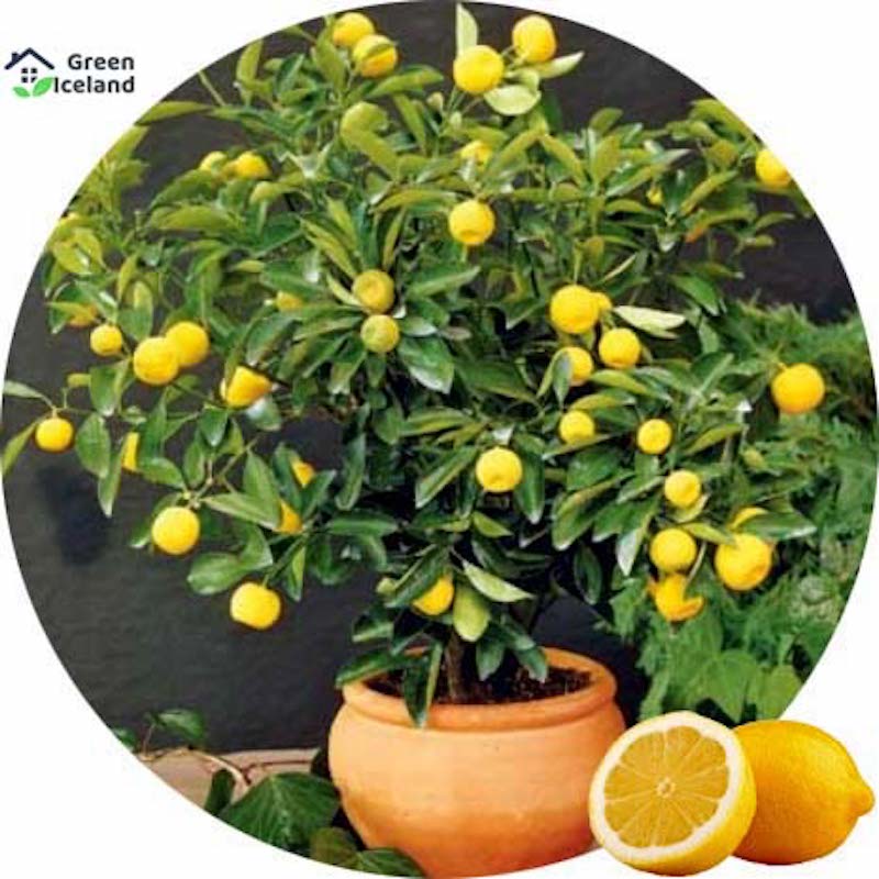 Picture of The seeds of dwarf lemon tree-10 pesis seeds