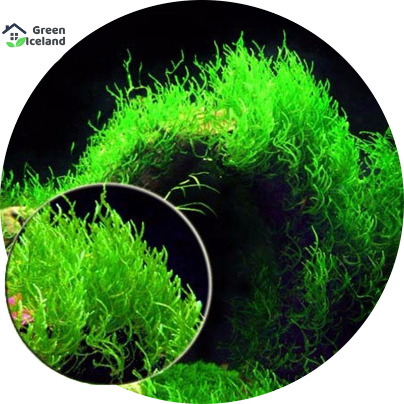 Picture of 50 pc aquarium moss bonsai grass seeds
