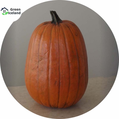 Picture of 10 Piece Natural European Hybrid Pumpkin Seed-10 Peace Seeds