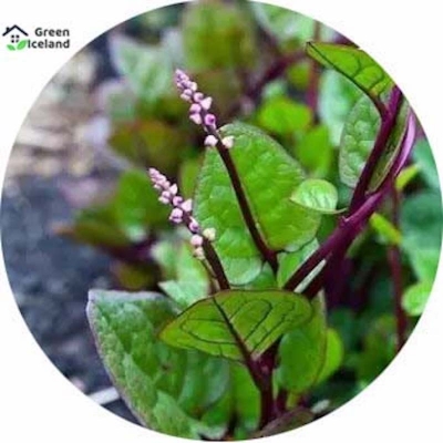 Picture of Nutrition seeds of all season (Nutrition Vegetable Seeds) - 50 Piece Seeds