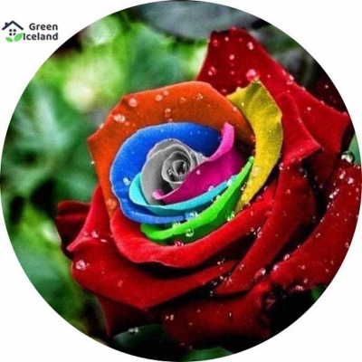 Picture of 20 pieces of natural rainbow rose flower seeds (Rainbow rose seeds)- 20 piece seeds