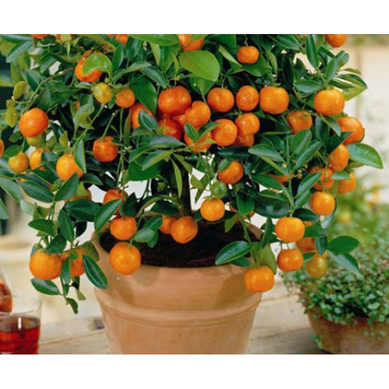 Picture of Edible dwarf orange tree garden-10 pc seeds
