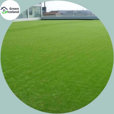 Picture of Rare Sports Field Grass Seed (Mahas Seed) - 200 + Peace Seeds