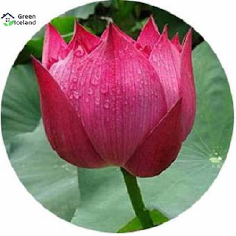 Picture of Naturally colored Padma Seed (Padmaful Seed) - 10 Piece Seeds