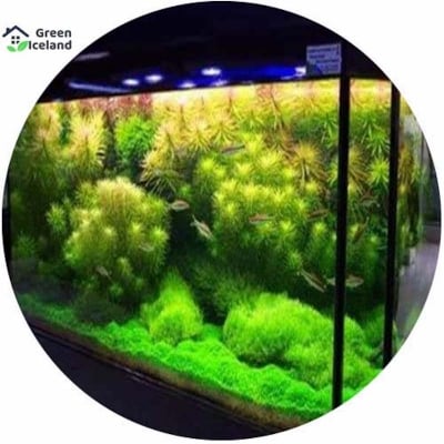 Picture of All season aquarium green grass seed-seed-20 piece seeds