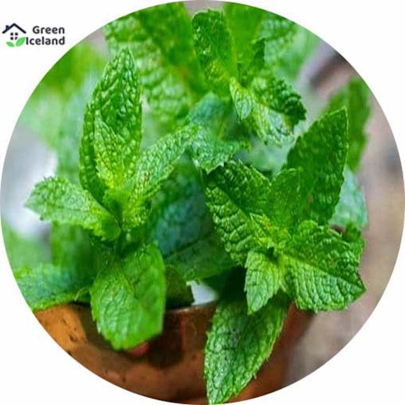 Picture of 100 PCS Global Pudina / Mint Seeds (Mint Leaf Seeds)