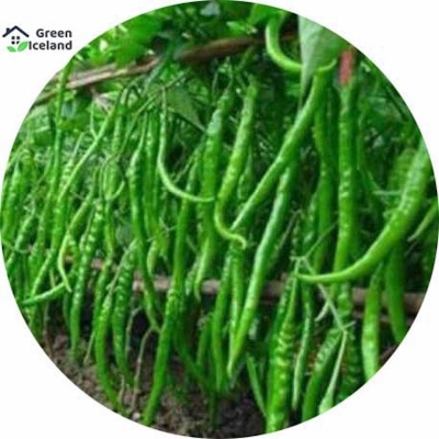 Picture of Global long spicy green pepper seed-20 pce seed seeds
