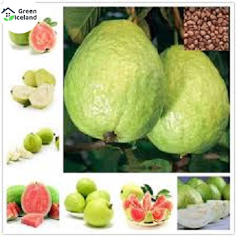 Picture of Thai-7 guava seed-20 pice seeds