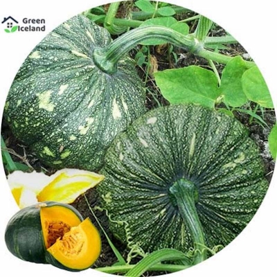Picture of Organic sweet pumpkin seeds (mystikuma seeds) - 10 pieces seeds