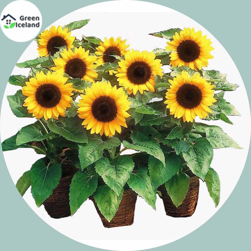 Picture of Sunflower bonsai seeds (sunflower flower seeds) - 20 pcs seeds