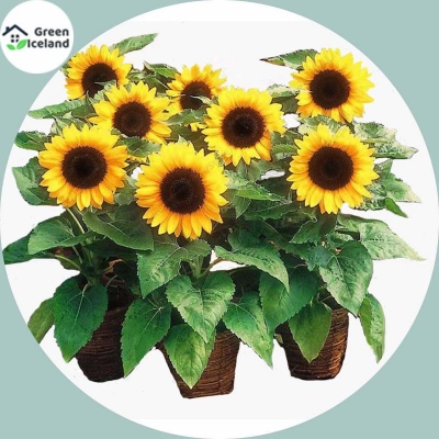 Picture of Sunflower bonsai seeds (sunflower flower seeds) - 20 pcs seeds