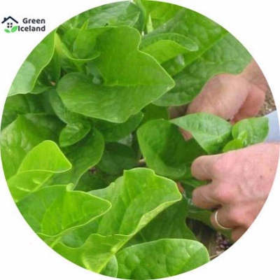 Picture of Natural couch seed-seed-550 pes seeds