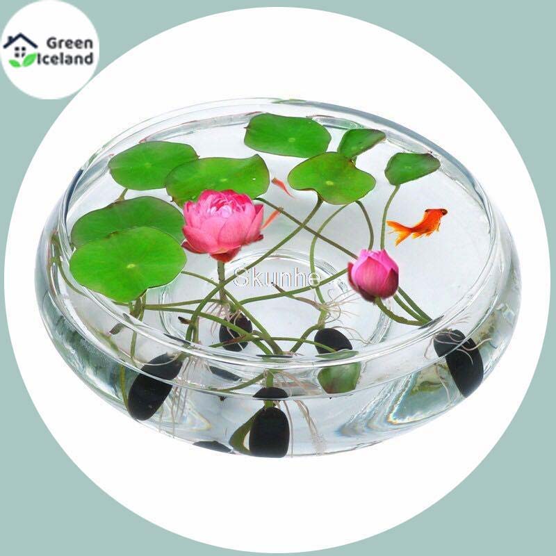 Picture of Padma flower/water lily seed-5 pice seeds of all season
