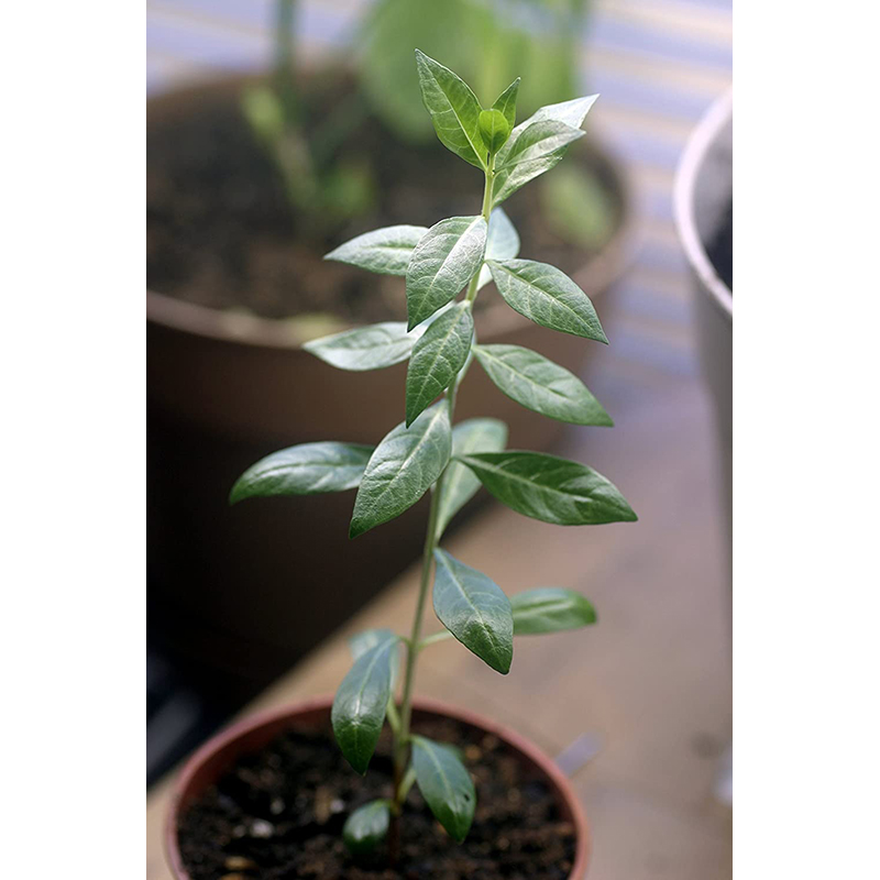 Picture of Mehendi bonsai seed-seed-50 pc seeds