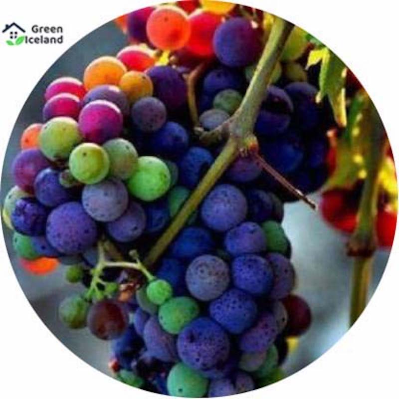 Picture of 10 Piece Seeds Global imported different color grape seed-10 pc seeds