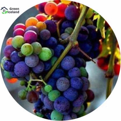 Picture of 10 Piece Seeds Global imported different color grape seed-10 pc seeds