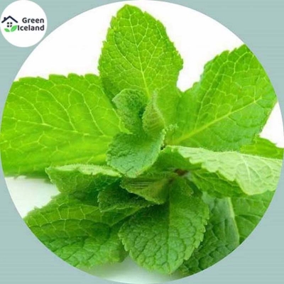 Picture of Organic Mint/Pudina Seed (Mint Leaf Seed) - 50 Piece Seeds