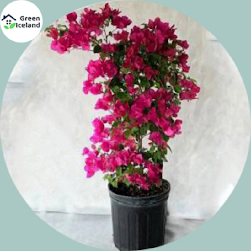 Picture of Organic Bugenvilia Mini Tree Seed-5 Piece Seeds