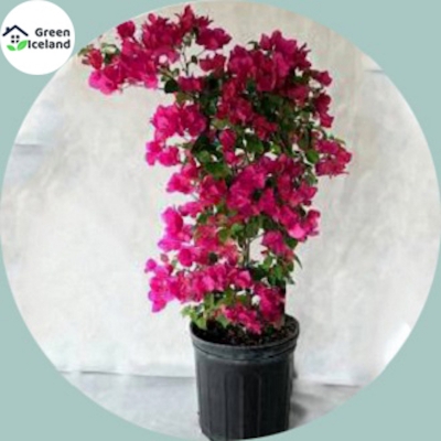 Picture of Organic Bugenvilia Mini Tree Seed-5 Piece Seeds