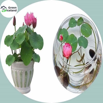 Picture of 5 Peace Hydroponics plant aquatic plant flower pots of pudding water lily plant bonsai garden-5 pce seeds