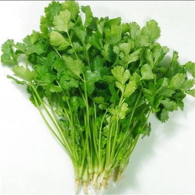 Picture of Summer Vergo Annual Terrace Potted Vegetable Thai Anti-Heet Parsley Bonsai Season Garden Dhania 50 Piece Seeds