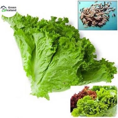 Picture of 100 Piece lettuce Grand Rapid Seeds for all season