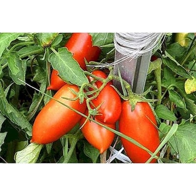 Picture of Long tomato seeds are Bangladeshi-30 pice seeds