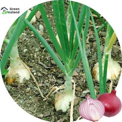 Picture of Red onion seed-70 pice seeds