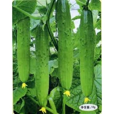 Picture of Qiu Sheng Hot Vegetable Bonsai Cucumber 50 Piece Seeds