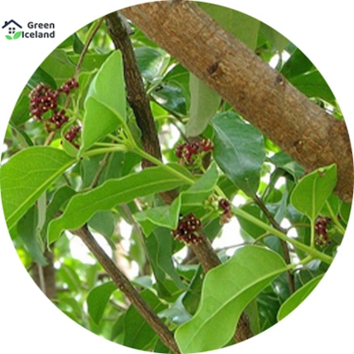 Picture of Seeds