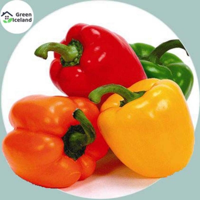 Picture of 20 pieces of global capsicum seeds of different colors