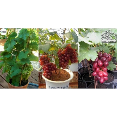 Picture of Grape seeds of different colors of all seasons-20 pice seeds