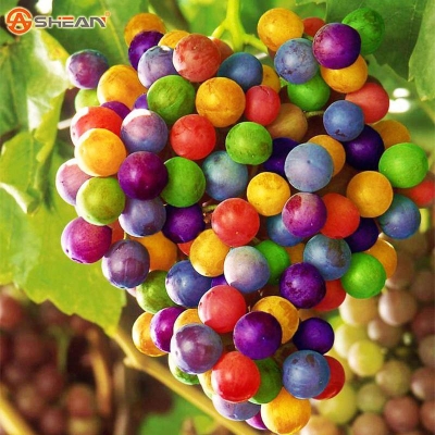 Picture of Grape seeds rainbow color garden