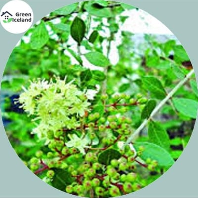 Picture of Natural mehendi bonsai seeds (mehndi grain seed) - 50 pce seeds