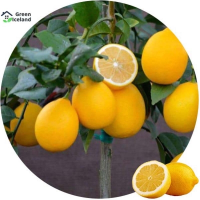 Picture of Seeds of all the season-5 pes seeds of lemon lemon tree