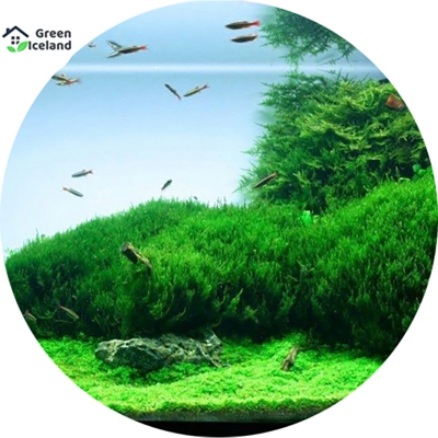 Picture of 50 pc aquarium moss bonsai grass seeds