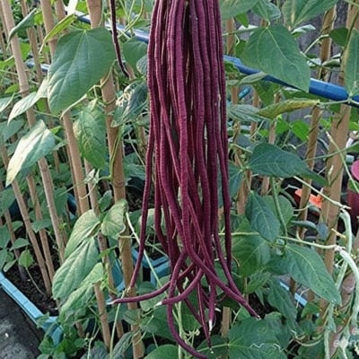 Picture of All seasoned red bean seeds -30 pice seeds