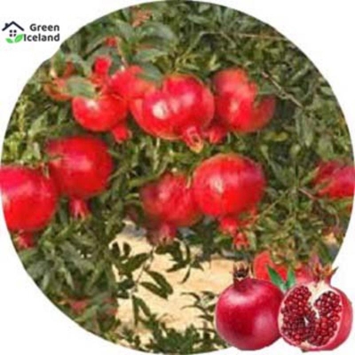 Picture of 20 Piece Vedana Fruit Bonsai Seed -20 Piece Seed (imported global seeds)