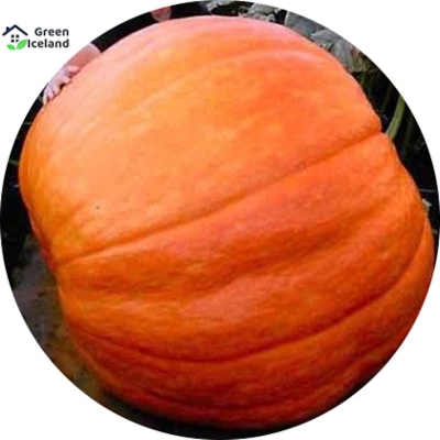 Picture of 10 Piece Natural European Hybrid Pumpkin Seed-10 Peace Seeds