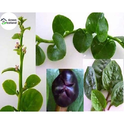 Picture of Nutrition seeds of all season (Nutrition Vegetable Seeds) - 50 Piece Seeds