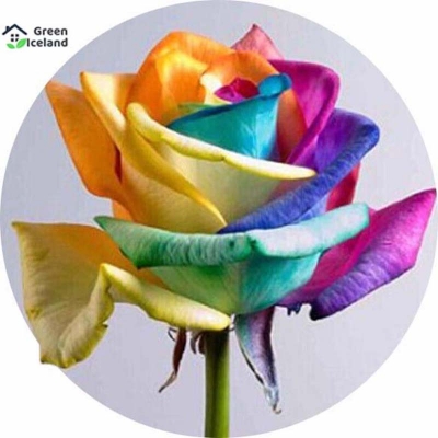 Picture of 20 pieces of natural rainbow rose flower seeds (Rainbow rose seeds)- 20 piece seeds