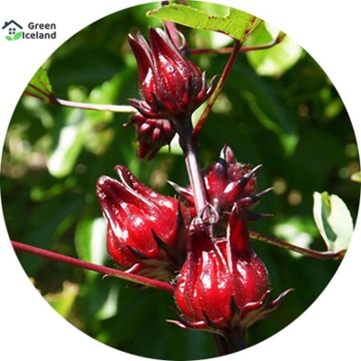 Picture of Rosel Chinese Herb Tree Seed-10 Peace Seeds