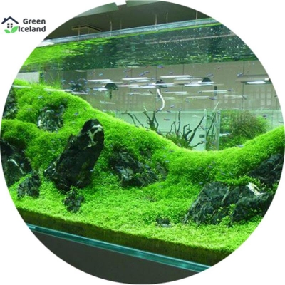 Picture of 100 Peace Global Mos Acistic Plants Grass Grass Seeds