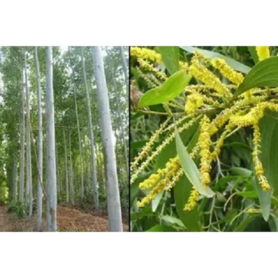 Picture of The seeds of the long height of the sky-30 pce seed/bag