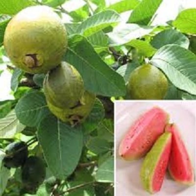 Picture of Guava seed-20 pes seeds for home garden