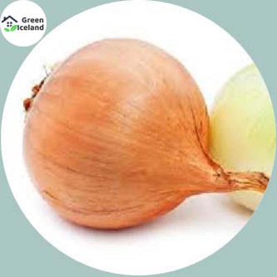 Picture of Global Red Onion Seeds (Payuz Seeds) - 100 Piece Seeds
