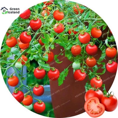 Picture of 30 Piece Organic Sweet Climbing Tomato Seeds